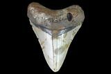 Fossil Megalodon Tooth - North Carolina #101263-1